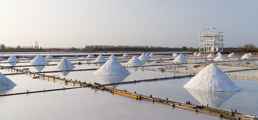 Sugar Refining & Production